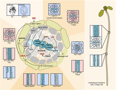 Coping With Water Limitation: Hormones That Modify Plant Root Xylem Development